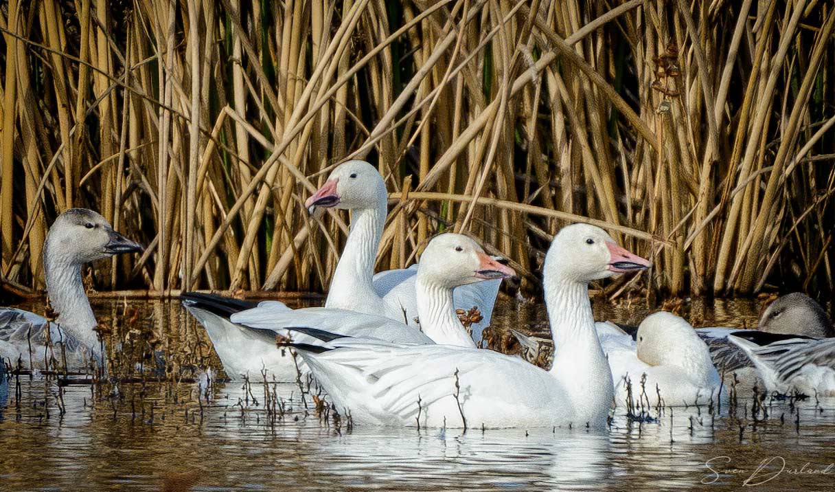 Snow Geese