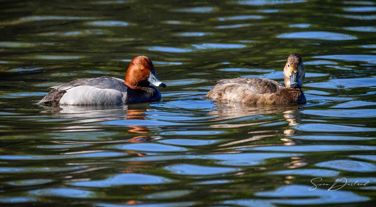 Redhead  duck couple