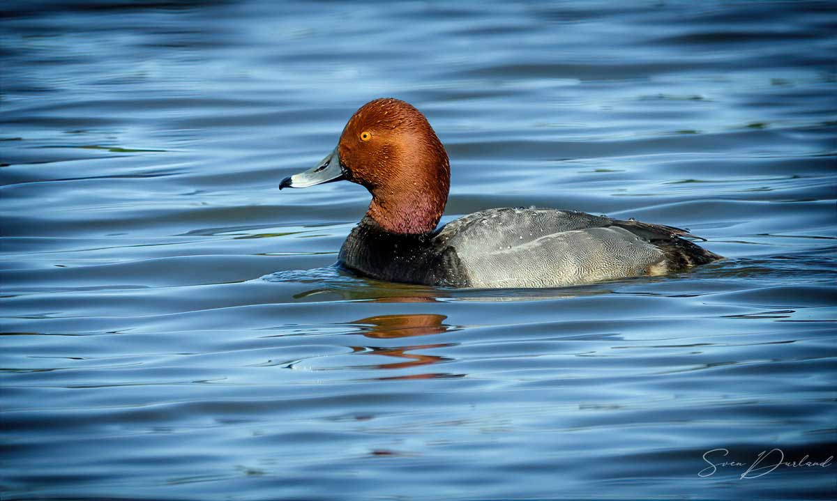 Redhead duck - male