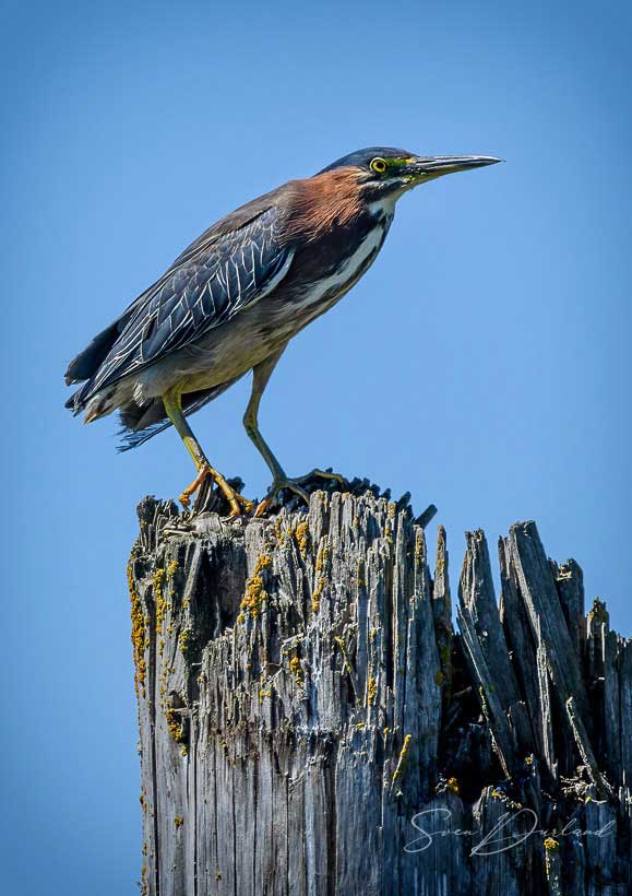 Black-crowned heron