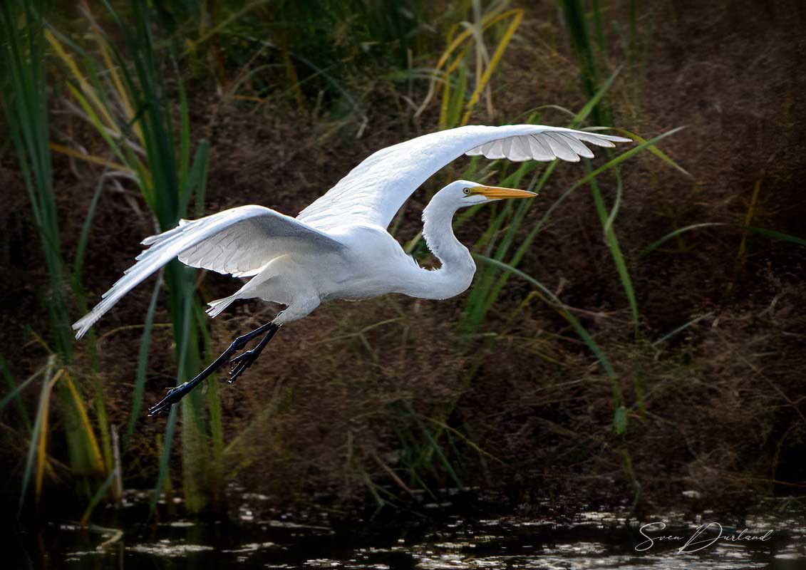 Egret in flight