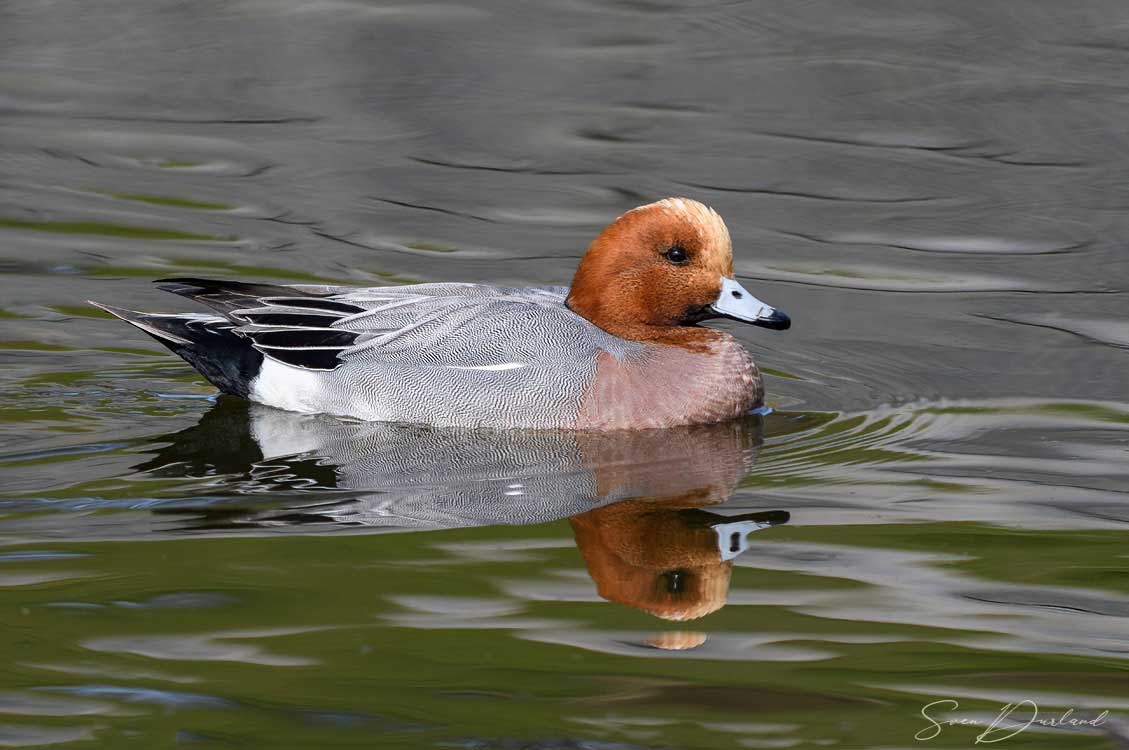 Eurasian Wigeon