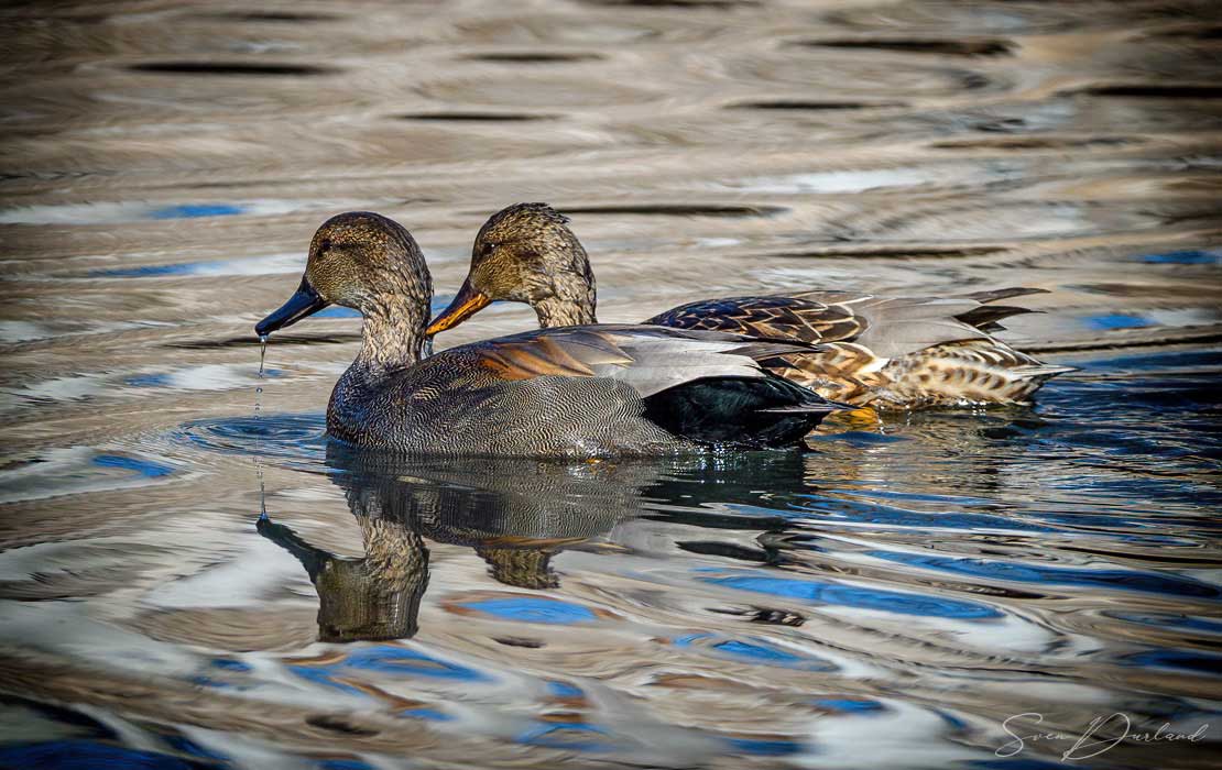 Gadwall - couple