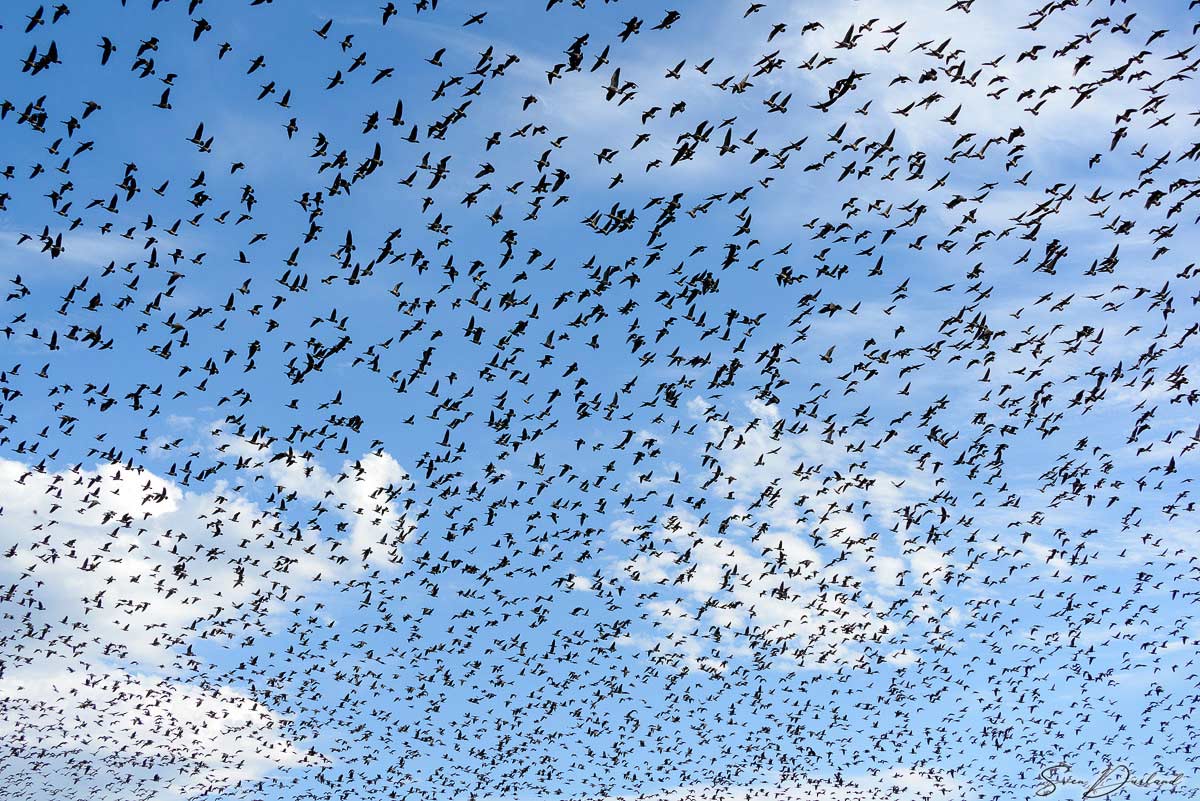 Cackling Geese in flight