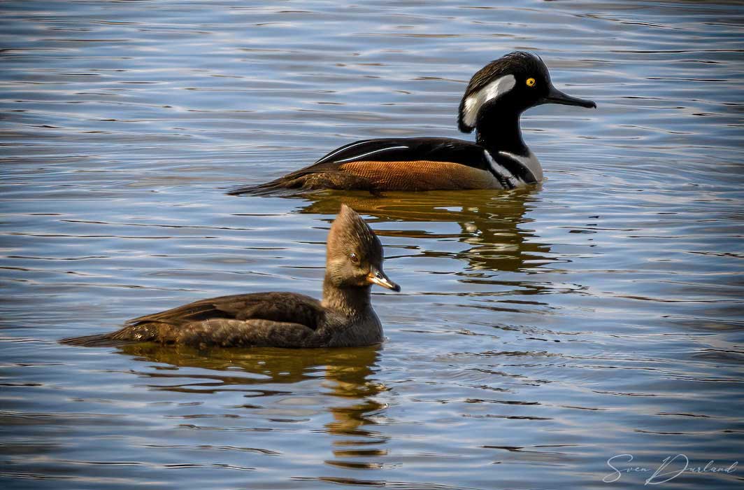 Hooded Merganser - couple