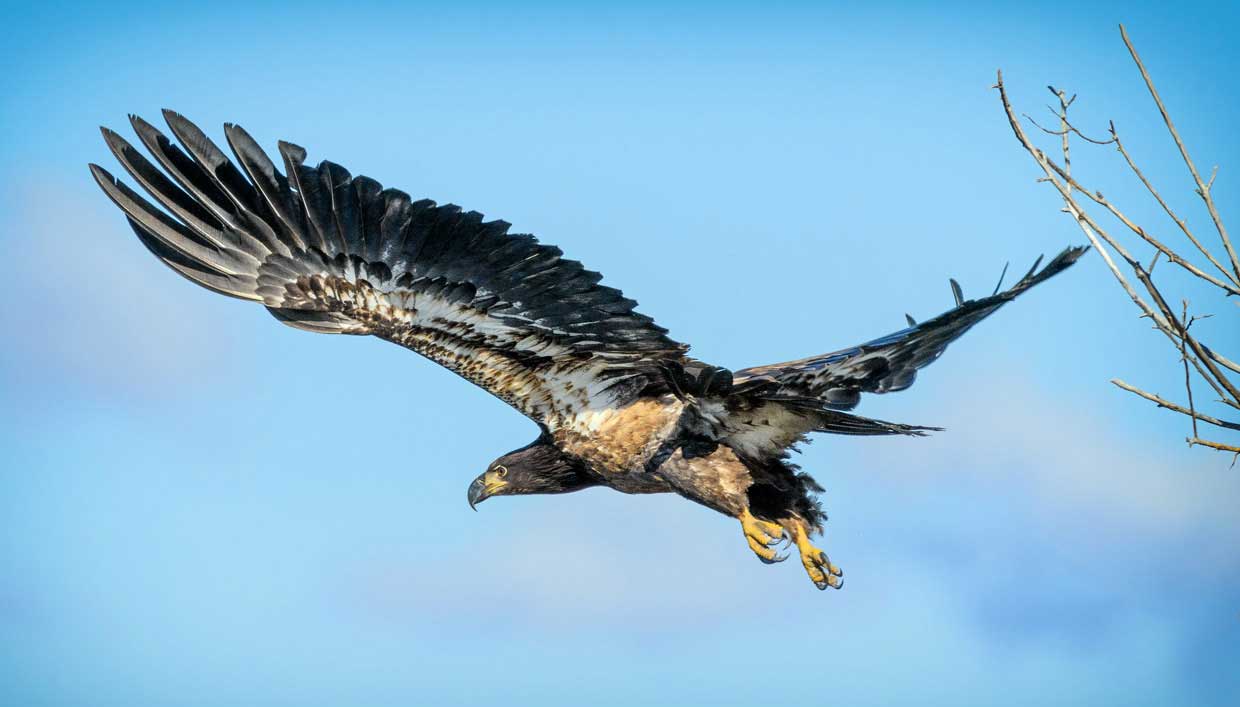 Immature Bald Eagle in flight