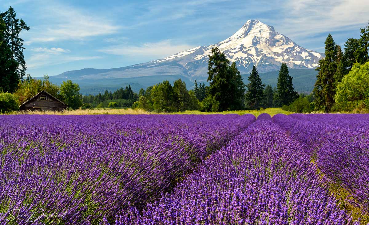 Lavender field near Mt Hood