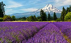 Lavender field