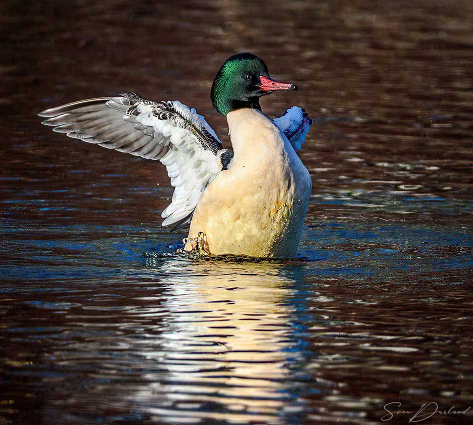 Common Merganser - male