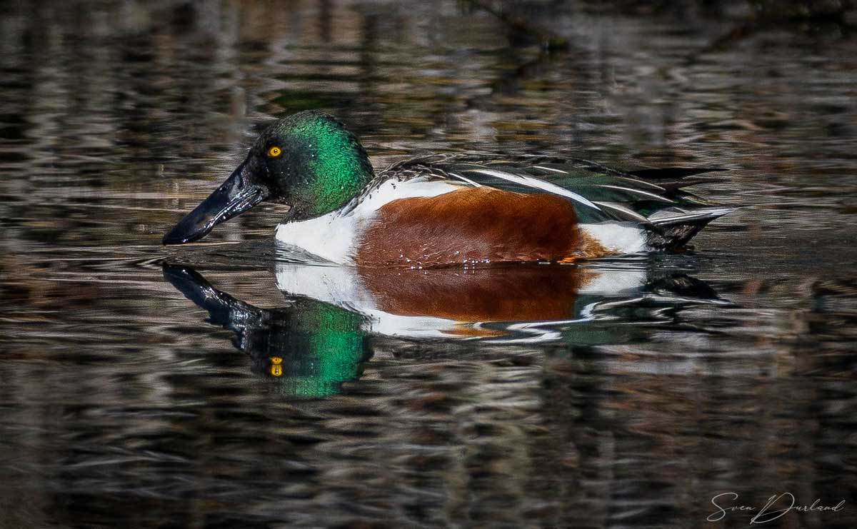 Northern Shoveler - male