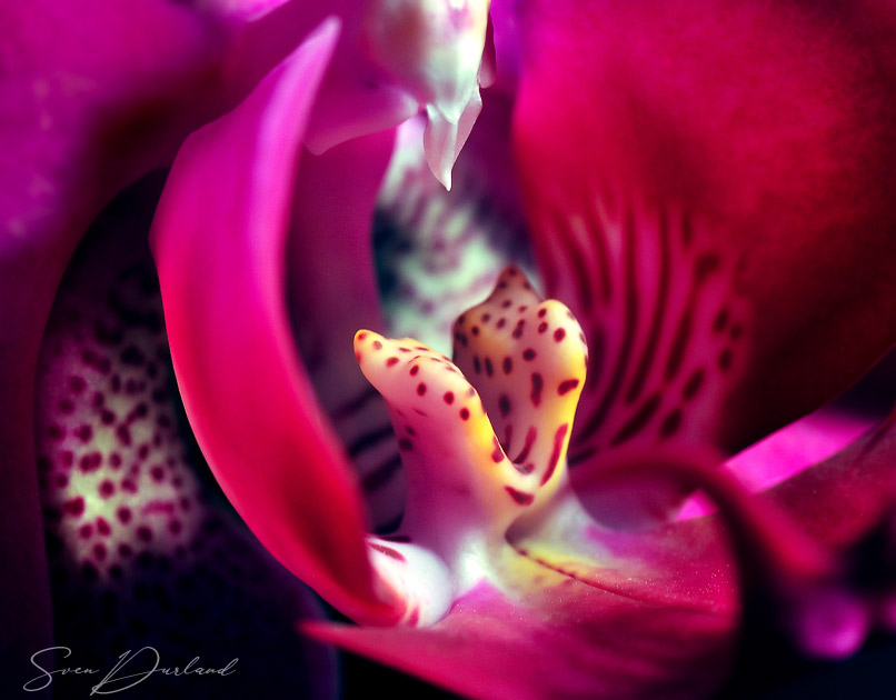 Close-up red orchid