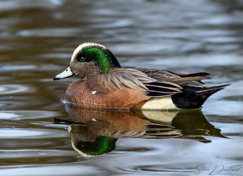 American Wigeon - male