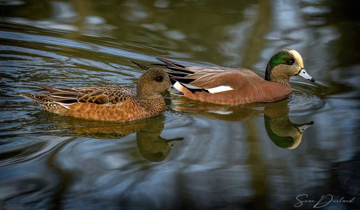 American Wigeon - couple