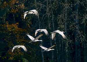 Sandhill cranes in flight