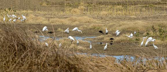 Egret colony