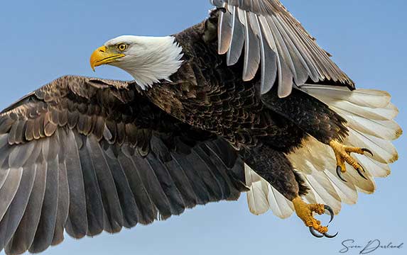 Bald Eagle in flight