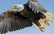 Bald eagle in flight