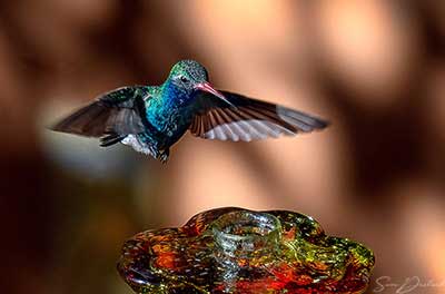 Humming bird in flight