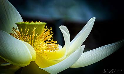 White Lotus flower close up