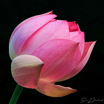 Red Lotus flower