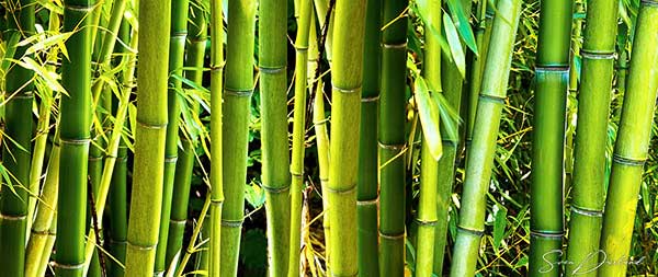 Timber Bamboo