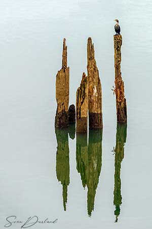 Cormorant on pylon