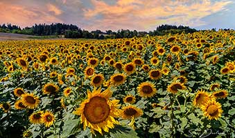 sunflower field