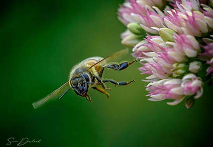 Flying bee