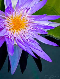 Water Lily close-up