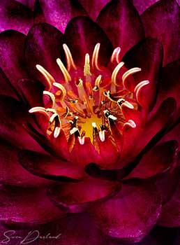 Water Lily close-up