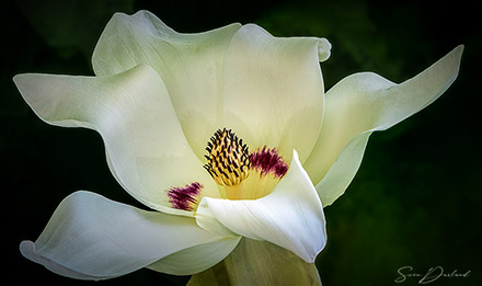 Magnolia flower close-up