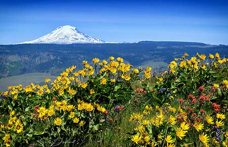 Tom McCall Point view