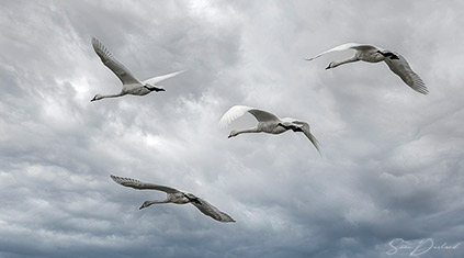 Tundra swans in flight