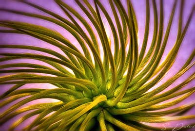 Seed ball close-up