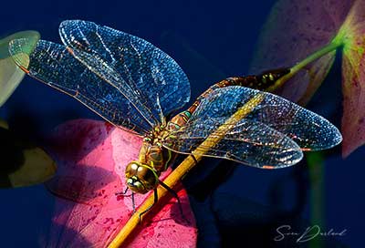 Dragonfly