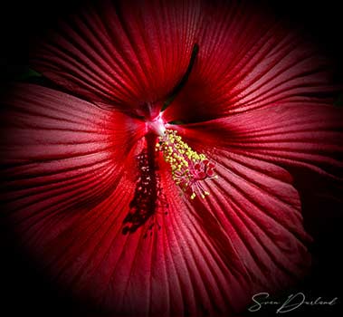 Giant Hollyhock flower