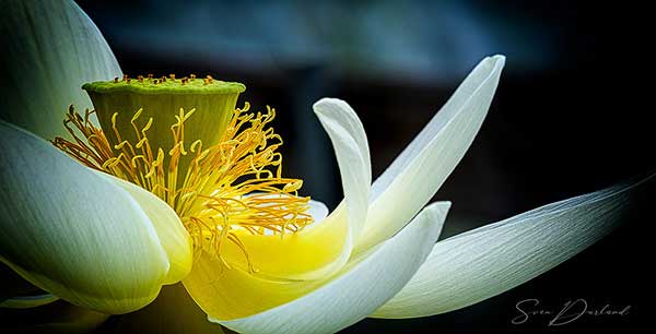 Lotus flower close-up