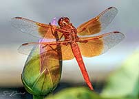 Darter Dragonfly