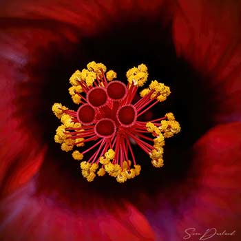 Hibiscus flower close up