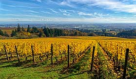 Oregon Wine Country