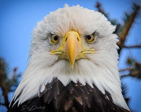 Bald Eagle portrait