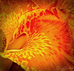 Canna flower