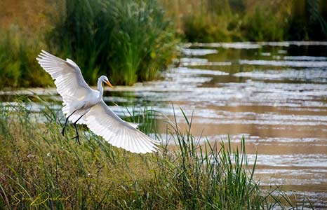 Egret landing