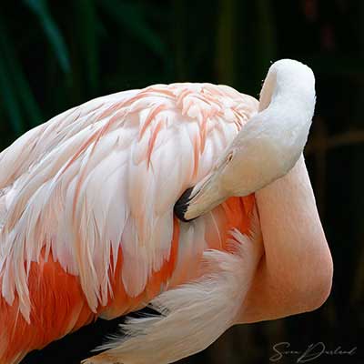 Flamingo preening