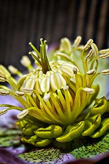 Helleborus flower close-up