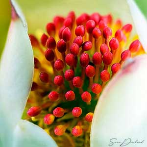 Water lily close-up