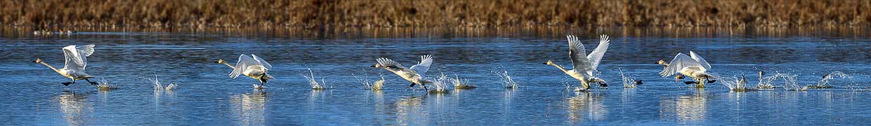 Tundra swans taking off