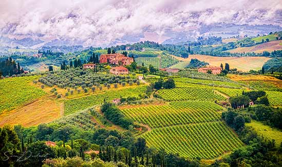 Tuscany vineyards